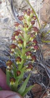 Image result for Brachycorythis