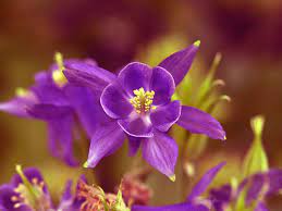 Flowers in season in may uk. How To Grow May Flowering Aquilegias Or Columbines Saga