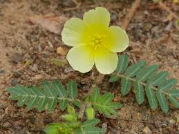 Image result for Tribulus excrucians