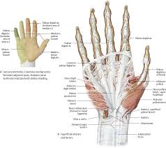 Neurovasculature Atlas Of Anatomy