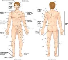 Use the location, shape and surrounding structures to. Human Anatomy Lab Manual