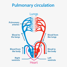 Pulmonary Circulation Diagram April 2016 Blf Lung Hypoxia