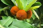 Image result for Diospyros consolatae