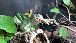 Image result for Polychrus liogaster