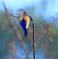 600 黃腹旗揚flag in wind blue bird animals beautiful beautiful birds