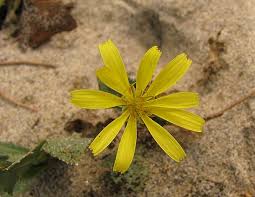 Image result for Launaea sarmentosa