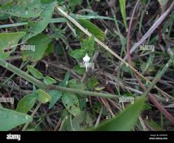 Image result for Hypoestes forskaolii