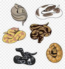 Already 1111 visitors found here solutions for their art work. Some Cute Little Ball Pythons Available On Redbubble Ball Python Cute Drawing Hd Png Download 852x937 4782777 Pngfind