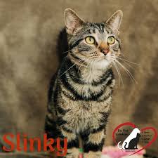 Describe your company and attract business opportunities (sic87). Adopt Slinky On Petfinder American Shorthair Cat American Shorthair Black American Shorthair