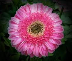 Pin On Amazing
