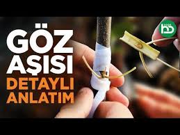 Goz Asisi Zamani Yapilisi Cesitleri Puf Noktalari How To Graft Fruit A Tree Detayli Anlatim Youtube Gozler Youtube Saglik