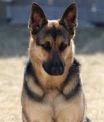 German Shepherd Riley Germanshepherd German Shepherd Dogs Blue German Shepherd Dog Breeds