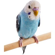 How does mcknight form conclusions so radically opposed to the plain words of paul? Blue Parakeets For Sale Melopsittacus Undulatus Petco