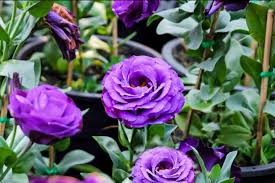Send someone a beautiful bouquet of fresh flowers for any occasion from your local edison, nj florist &amp; Lisianthus Plant Care Growing Guide