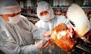 La gripe aviaria o gripe aviar, también denominada como influenza aviar (del inglés), gripe del pollo o gripe de los pájaros, designa a una enfermedad infecciosa vírica y que afecta a las aves, aunque tiene suficiente potencial como para infectar a distintas especies de mamíferos, incluidos el ser humano. China Alerta De Gripe Aviar H5n8 Y Europa Rebaja El Riesgo