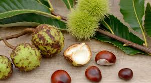 La castagna è il frutto del castagno a differenza della castagna dell'ippocastano che invece è un seme.le castagne derivano infatti dai fiori femminili (solitamente 2 o 3) racchiusi da una cupola che poi si trasforma in riccio. Sind Kastanien Essbar So Unterscheidest Du Verschiedene Kastanienarten