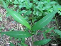 Image result for Microstegium