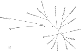 Image result for Neisseriaceae