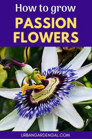 How To Grow Passion Flowers Passion Flower Plant Passion Flower Planting Flowers