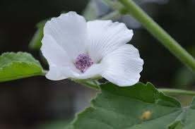 Upon harvest, it gives 2 xp and 9 marshmallows. Grow The Marshmallow Plant For Soothing Cooling Herbal Remedies Joybilee Farm Diy Herbs Gardening