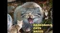 10 Dangerous Cat Breeds That Are Still Awww