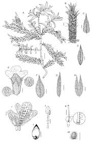 Image result for Lepidagathis scariosa