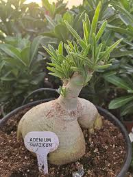Image result for Adenium swazicum