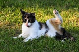 When a kitten has an accidental poop, it's important to clean them up in a way that is gentle and safe. Cat Poop Chart Natural Pet Food Pet Food Online Scrumbles