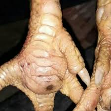 Pukulan saraf memberikan dampak yang luar biasa bagi lawan, dan tidak jarang lawan yang terkena pukulan ini langsung ko. Foto Kaki Ayam Pukul Mati