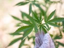 The site owner hides the web page description. å·¥ä¸šå¤§éº»è‚¡ æ—¶æ¥è¿è½¬ æŠ•èµ„è€…èƒ½å¦ä»Žè¿™åªé¾™å¤´è‚¡èŽ·åˆ© å·¥ä¸šå¤§éº» Curaleaf æ™ºé€šè´¢ç»ç½'
