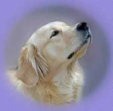 We did not find results for: Golden Retriever Breeder In The Uk Golden Retriever Puppies For Sale Golden Retrievers Breed And Puppy Information Pictures And Inages Golden Retriever Rescue And Golden Retriever Goods For Sale