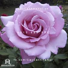 Kết quả hình ảnh cho hình ảnh hoa hồng