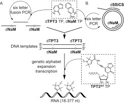 The digital public library of america brings together the riches of america's libraries, archives, and museums, and makes them freely available to the . Epr Distance Measurements On Long Non Coding Rnas Empowered By Genetic Alphabet Expansion Transcription Domnick 2020 Angewandte Chemie International Edition Wiley Online Library