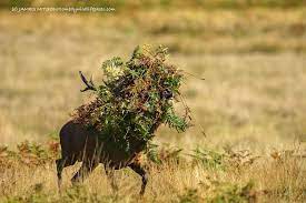 44 Of The Funniest Entries From The 2016 Comedy Wildlife Photography Awards Comedy Wildlife Photography Wildlife Photography Wildlife Pictures