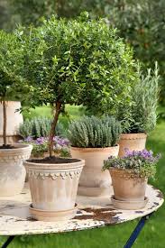 At Home Traditional Elegance Zsazsa Bellagio Like No Other Plants Garden Containers Mediterranean Garden