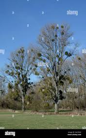 Image result for Viscum littorum