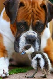 Pin On Boxer Dogs