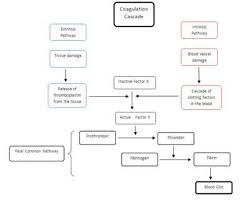 Image result for Anticoagulation Pathway
