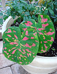 Florida Beauty Caladiums From Caladiums4less Are My Faves Tropical Landscape Design Shade Plants Rare Flowers