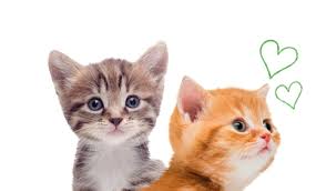 A wide variety of pet dog cat medicine options are available to you, such as dosage form, animal type, and function. Kitten Supplies Toys Food Accessories Pets At Home