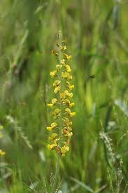 Image result for Crotalaria anthyllopsis