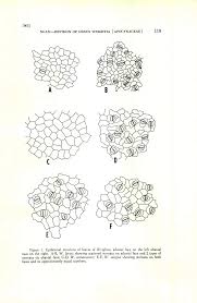 Image result for Pleioceras gilletii