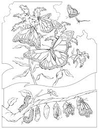 This is a great collection of butterfly coloring pages. Monarch Butterfly Coloring Pages Download And Print For Free