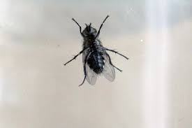 Pest dial india pest control in hyderabad provides the best pest control in hyderabad and secunderabad for residential and commercial properties. Was Tun Gegen Schmeissfliegen In Der Wohnung 25 Wege Zum Bekampfen Gartendialog De Schmeissfliege Fruchtfliegenfalle Kleine Fliegen