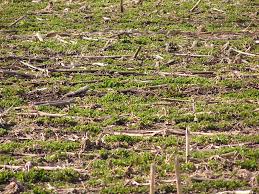 We're digging root pits!