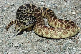 Bull Snake Snake Bull Types Of Snake