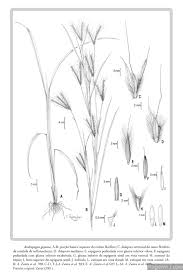 Image result for Sorghastrum incompletum