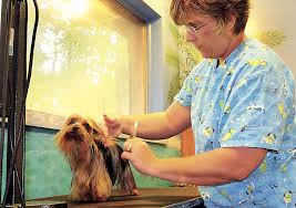 Four businesses added to Dove's Outlet Village