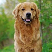 They will make good family companions and be a loving supportive part of your family. Golden Retriever