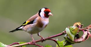 Learn how birds can manipulate feather. Which Flightless Birds Are Of The Trivia Questions Quizzclub
